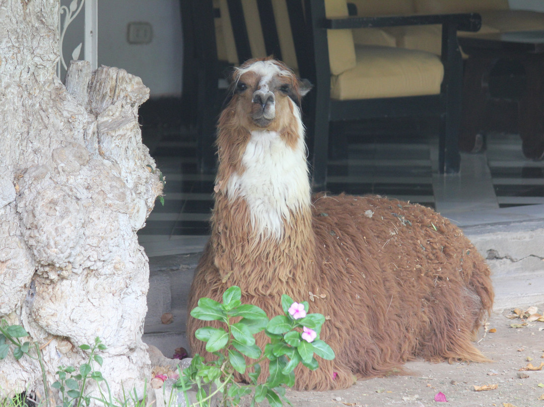 Hacienda Majoro 精品渡假村主图