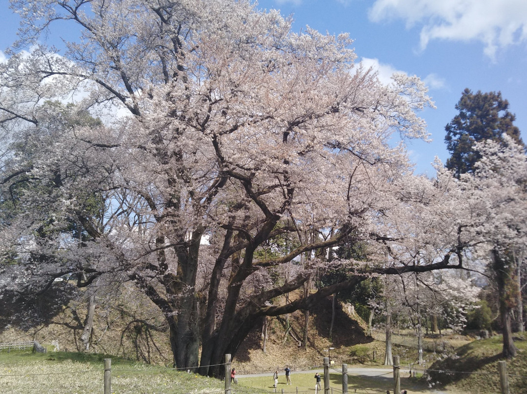 Hachigata Castle Park-寄居町必去景点
