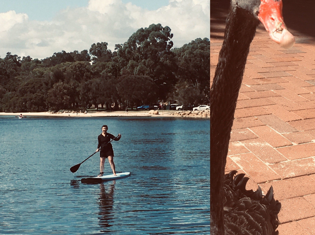 Elemental Stand Up Paddle boarding-珀斯必去景点