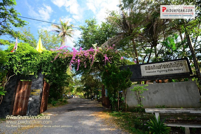 Siamese Fighting Fish Gallery-帕巴登必去景点
