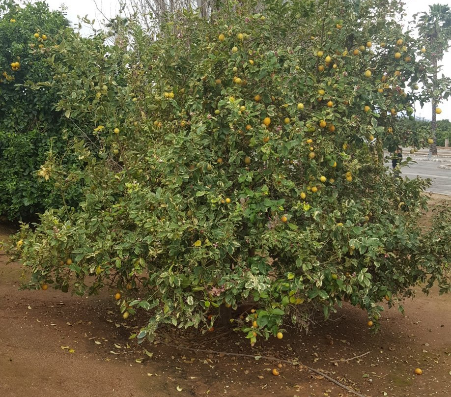 California Citrus State Historic Park-里弗赛德必去景点