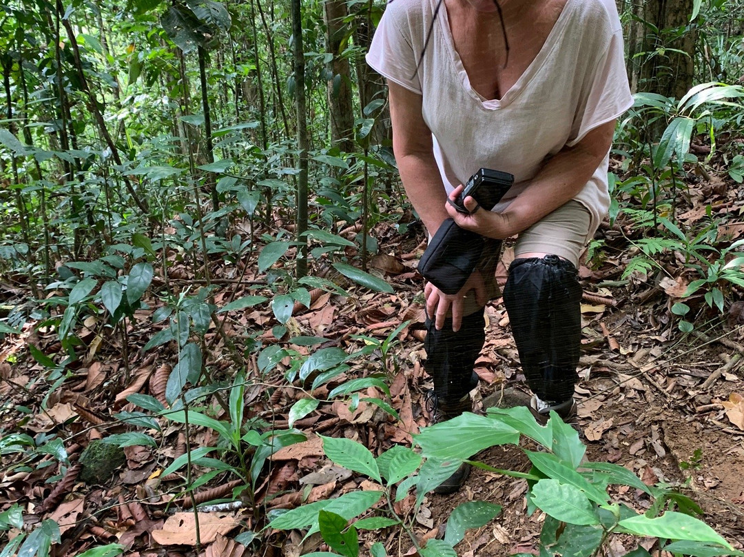 Explore Sinharaja Rain Forest Tours景点图片