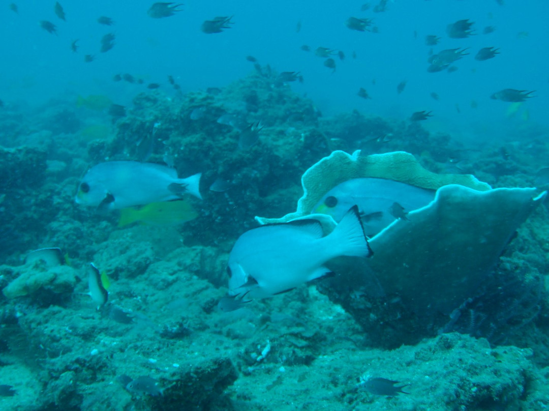 Sri Lanka Diving Tours - Negombo景点图片