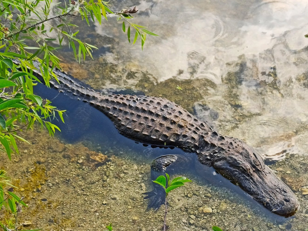 Big Cypress Oasis Visitor Center-奥乔皮必去景点