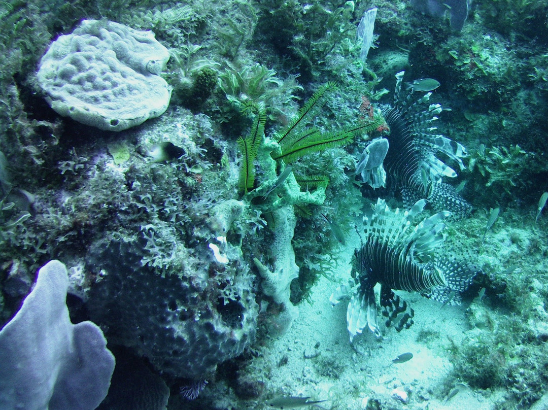 Corail Club Caraïbes-Trois-Ilets必去景点