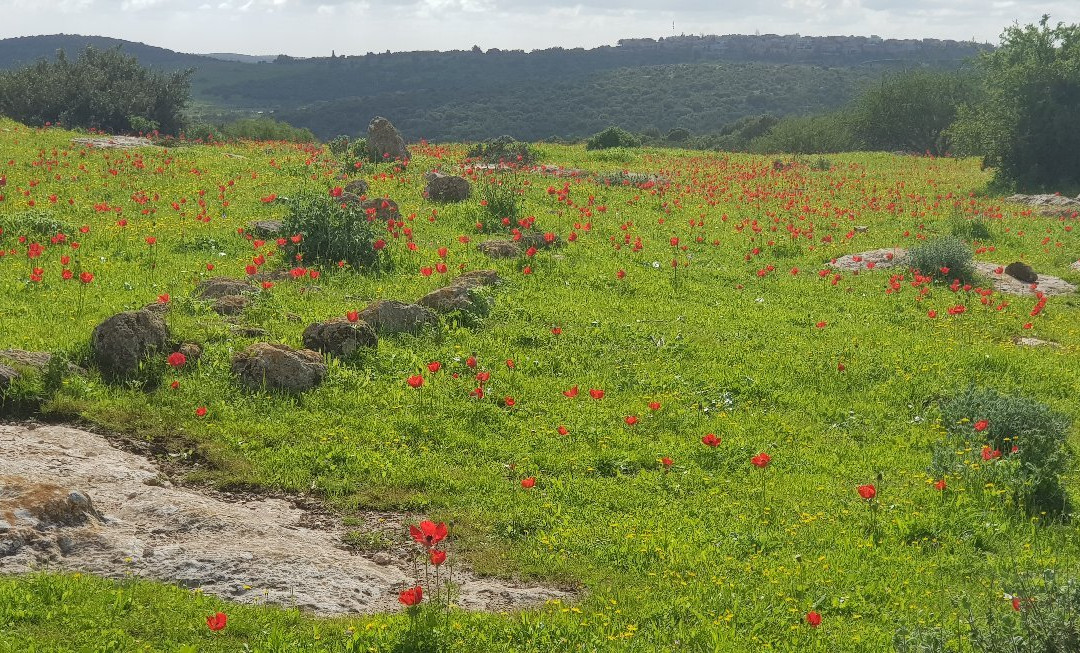 Adullam Grove Nature Reserve-Beit Shemesh必去景点