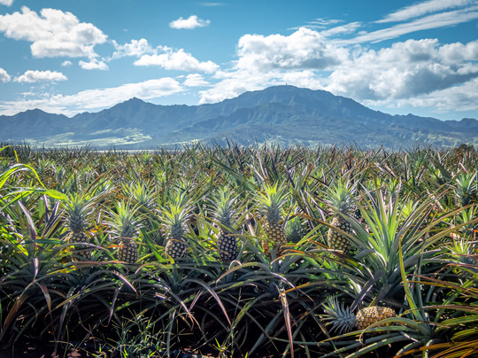 The Real Hawai'i-火奴鲁鲁必去景点