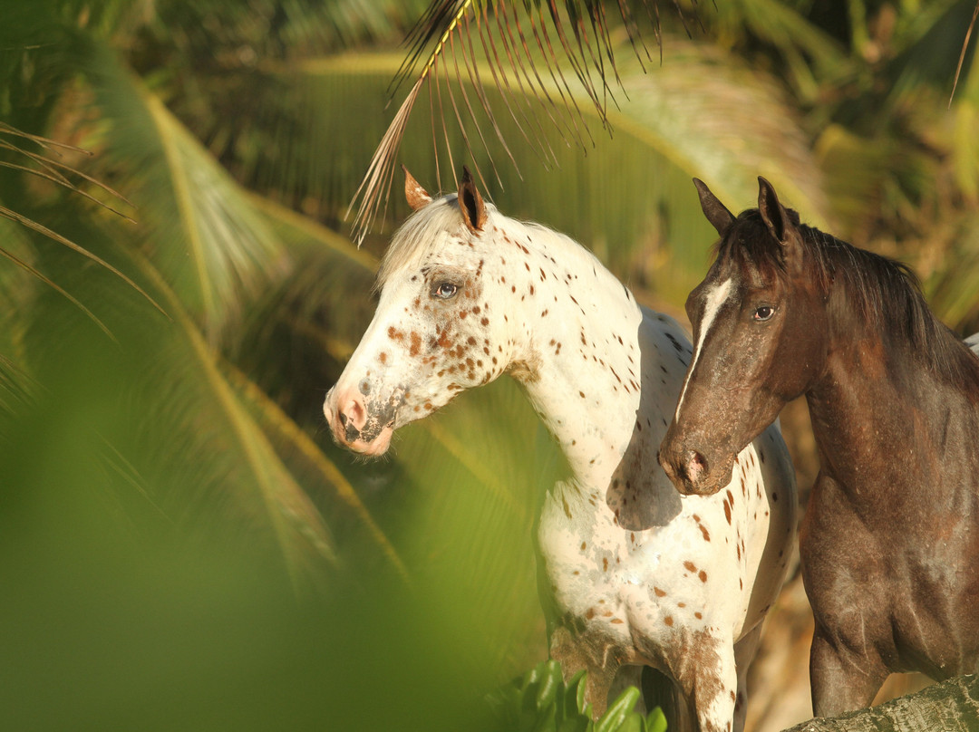 Turquoise Horse Trails-马埃岛必去景点
