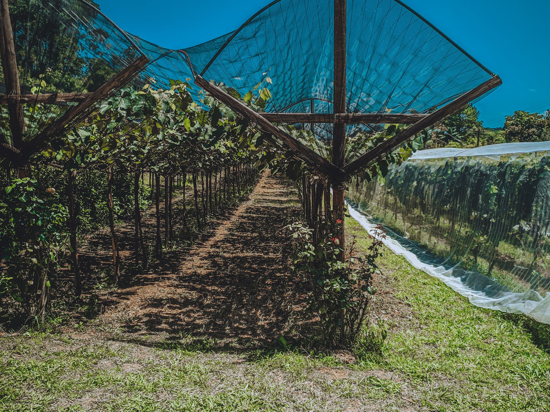 Adega e Cervejaria Galvao-容迪亚伊必去景点