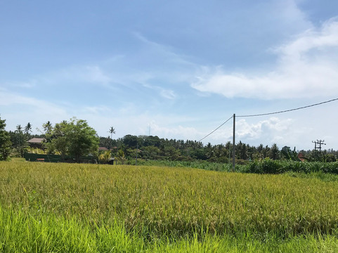 Susila Bali Tour-乌布必去景点