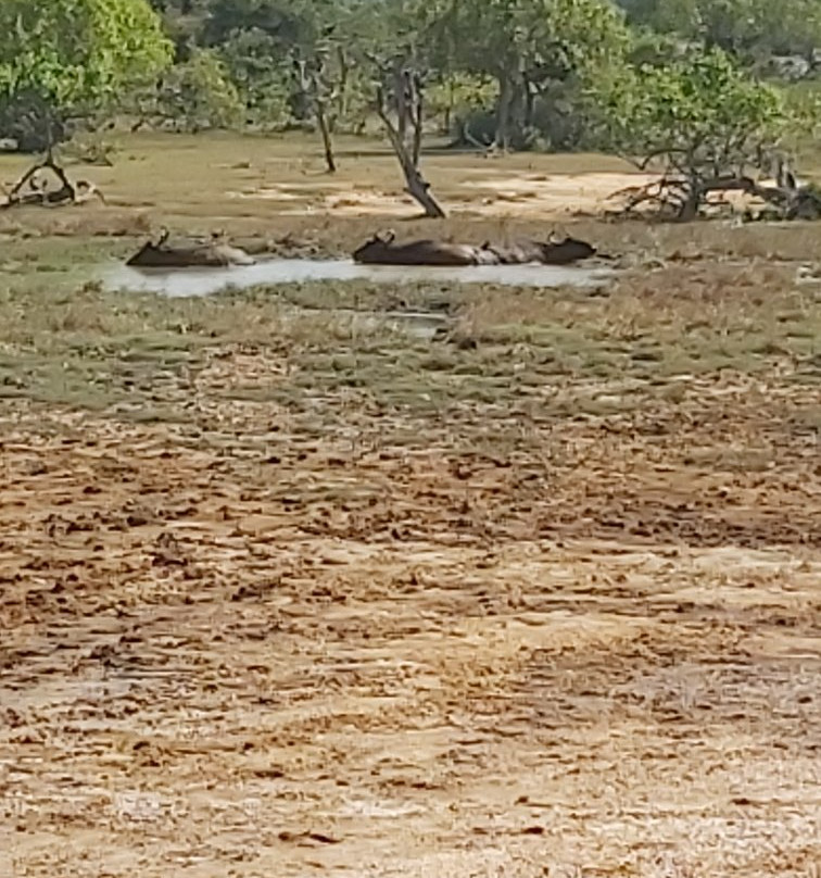 Yala Safari Holidays - Private Game Drives-雅拉国家公园必去景点