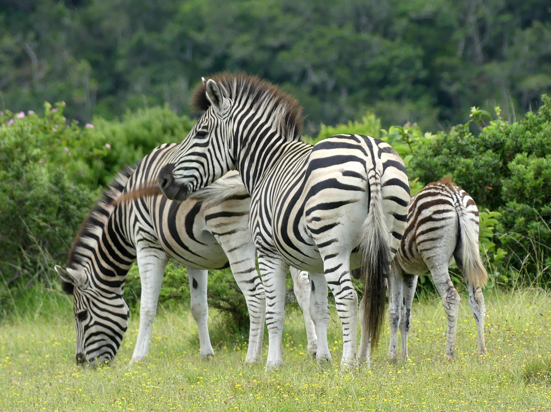 Inkwenkwezi Private Game Reserve-Carleen必去景点