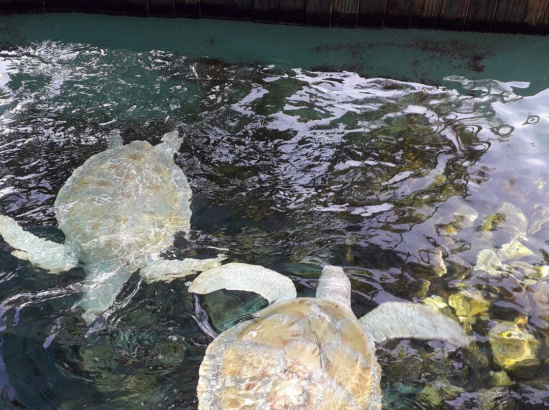 Projeto Tamar-Arembepe必去景点