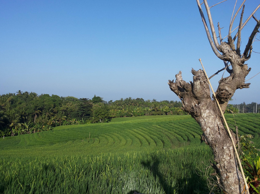 Bali Wave Experience-Medewi必去景点