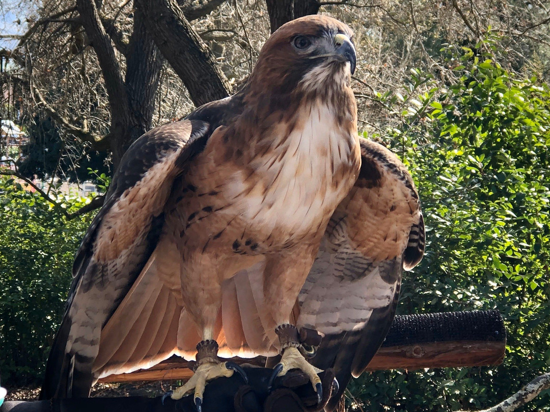 Lindsay Wildlife Museum-核桃溪必去景点