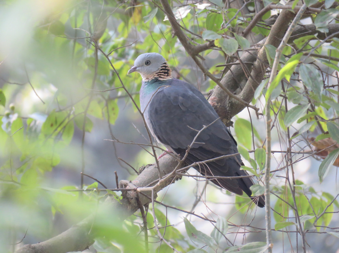 戈卡纳森林度假村酒店主图
