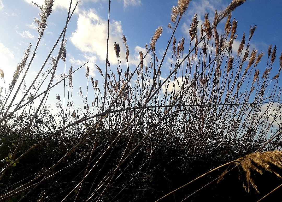 Reserve Naturelle du Marais d'Yves-Yves必去景点