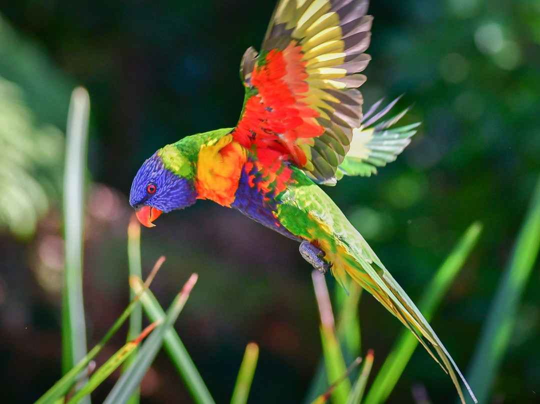 Rainbow Parrot Nature Park