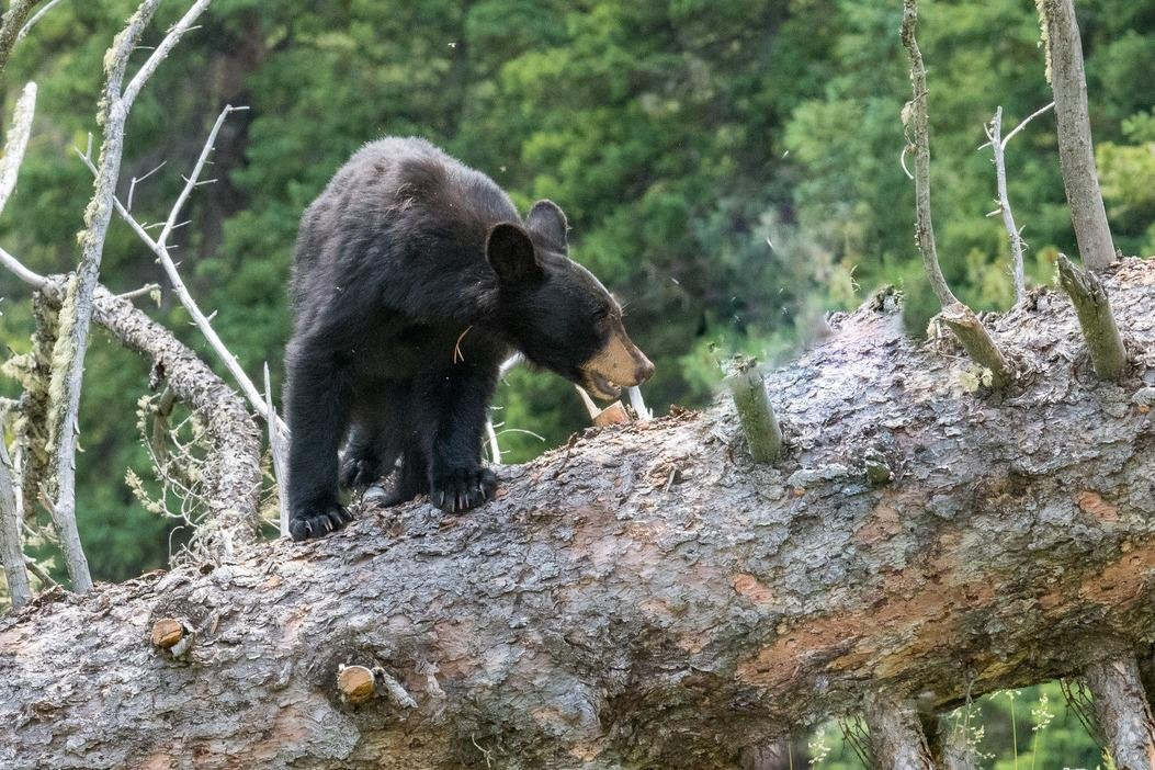 Yellowstone Adventure Tours-大斯凯必去景点