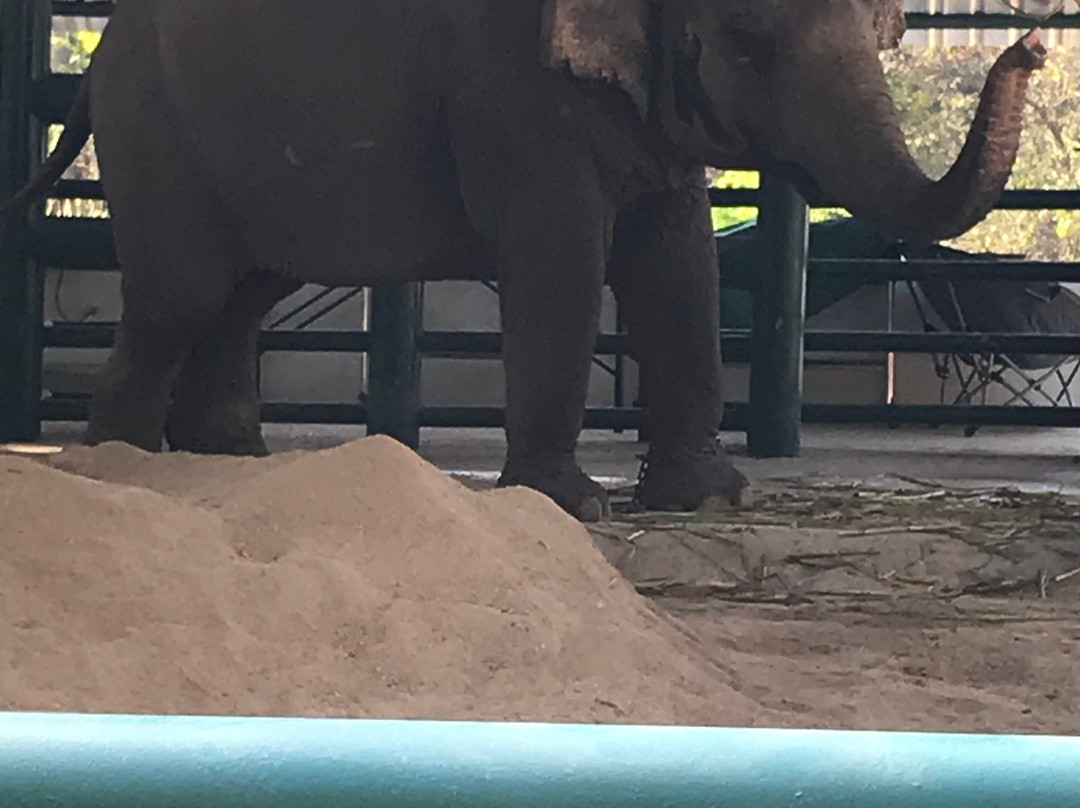 Friends of the Asian Elephant-南邦必去景点
