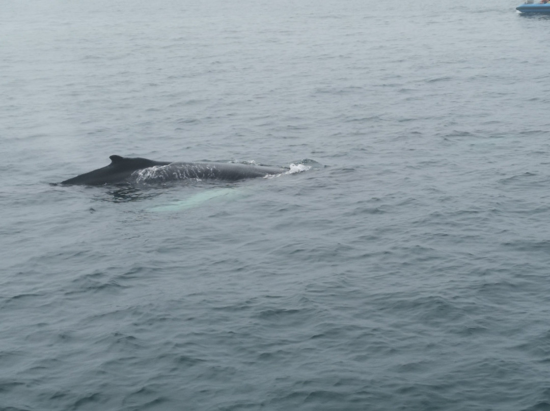 北方航行——胡萨维克观鲸景点图片