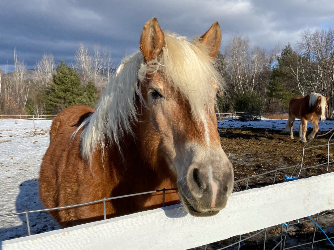 The Perennial Inn主图