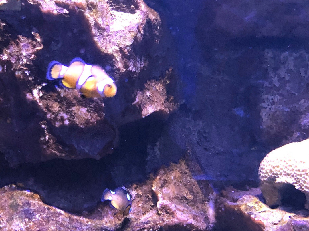 Isfahan Aquarium-Isfahan必去景点