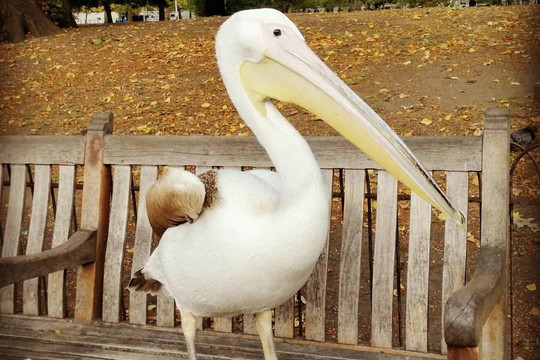 London and Westminster Tours-伦敦必去景点