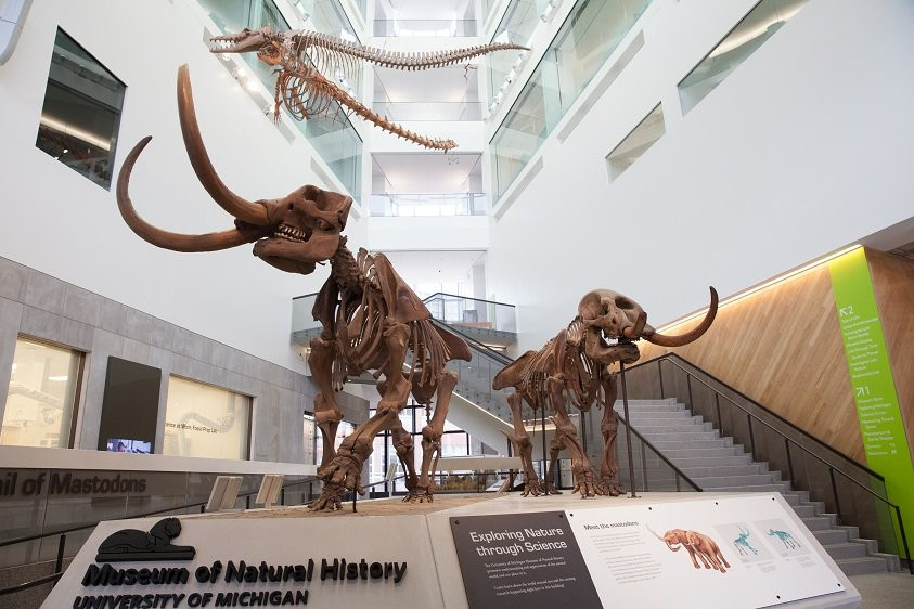 University of Michigan Museum of Natural History景点图片