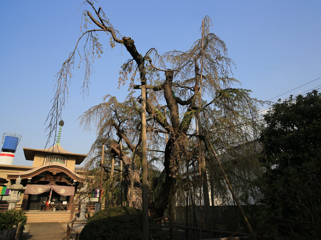 Jizo-in-富士见野市必去景点