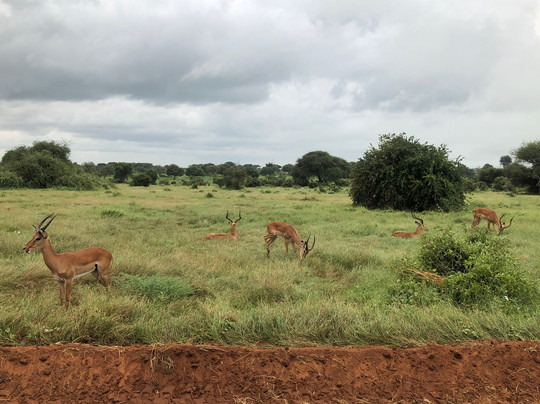 Simo Kenya Safaris-蒙巴萨必去景点