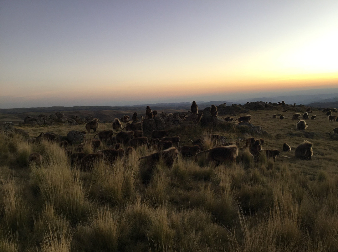 Trek Ethiopia Travel and Tours景点图片