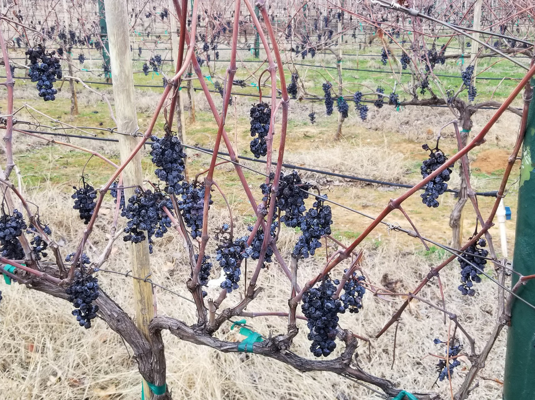 Delaney Vineyards景点图片