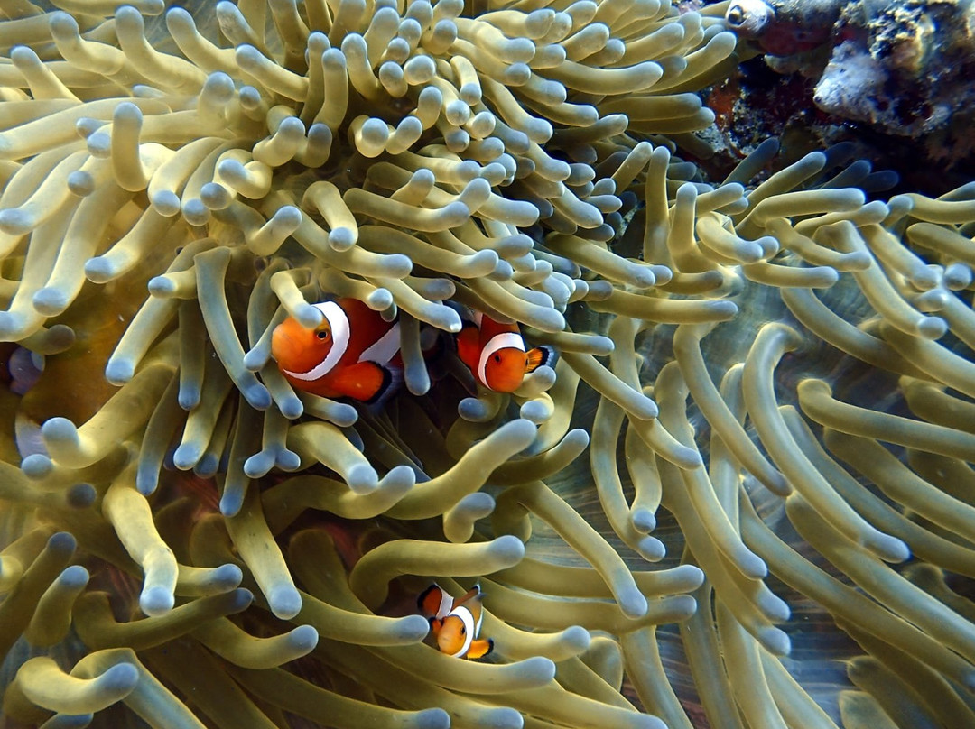 Coral Sea Dive Cebu-拉普拉普必去景点