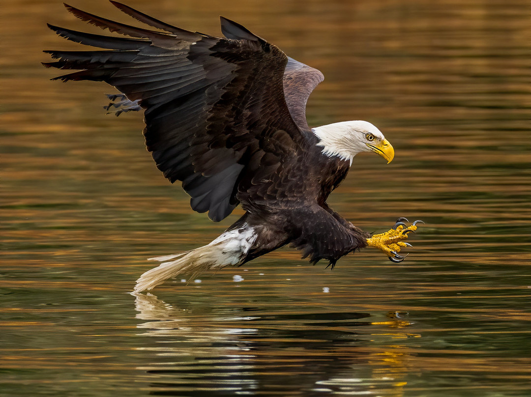 Skagit River Eagle Tours景点图片