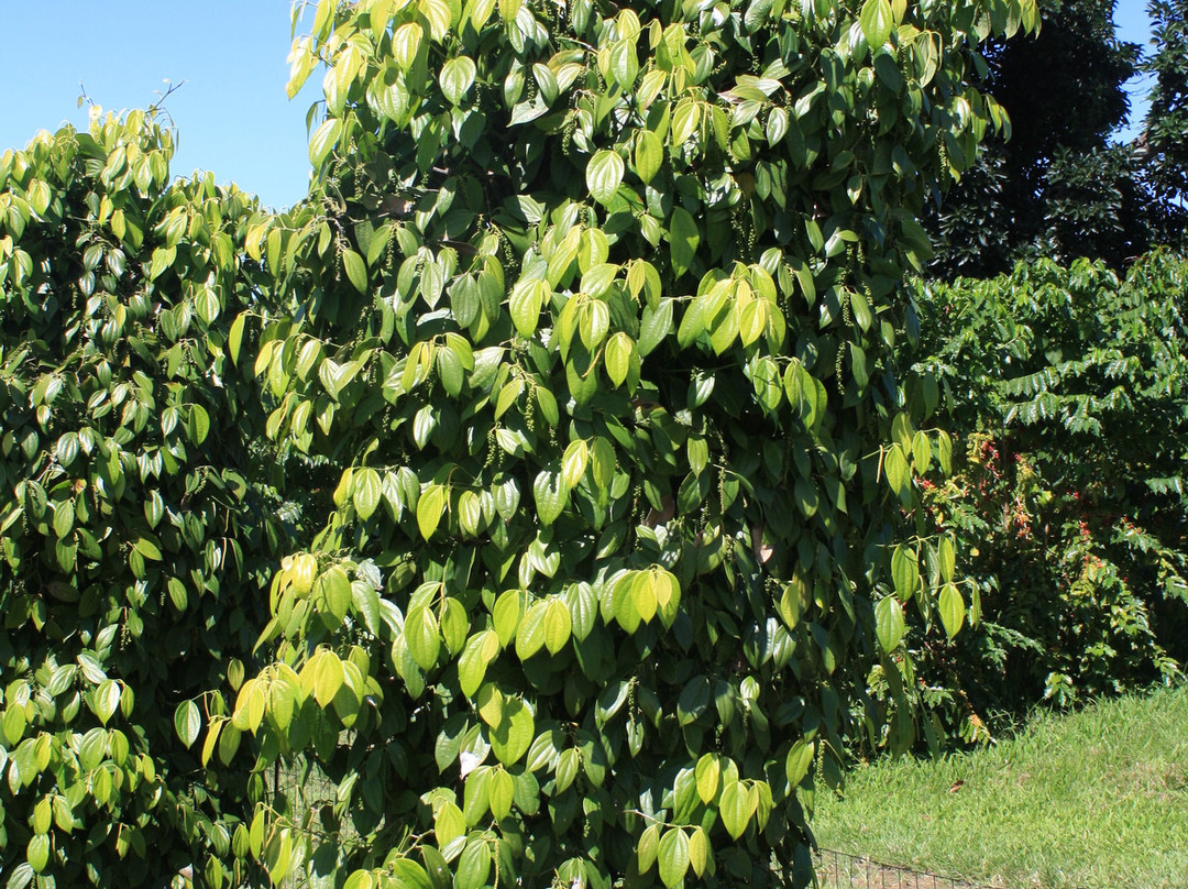 格林威尔农场-基亚拉凯库亚必去景点