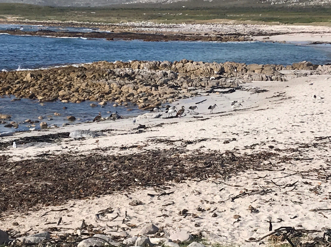 Olifantsbos Beach-Cape Point必去景点
