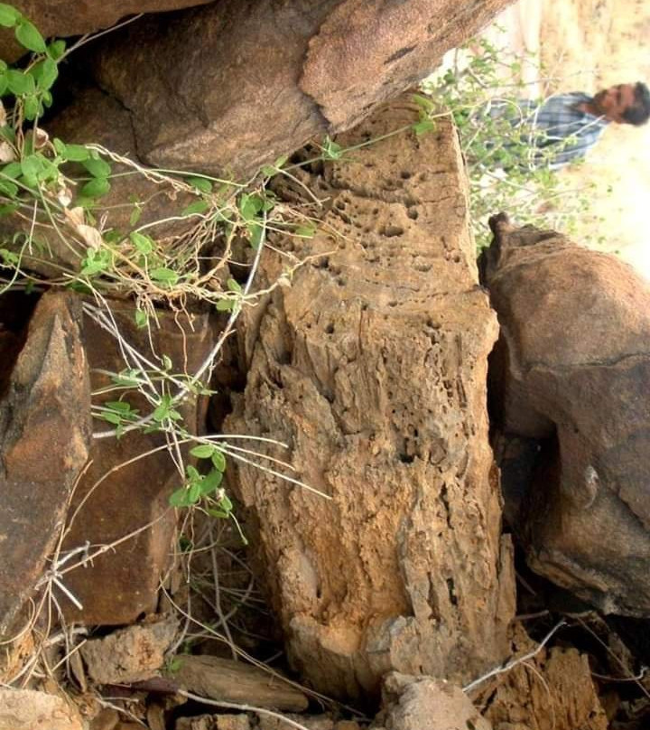 Kutch Fossil Park景点图片