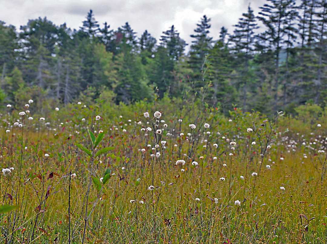 Cranberry Glades Botanical Area景点图片