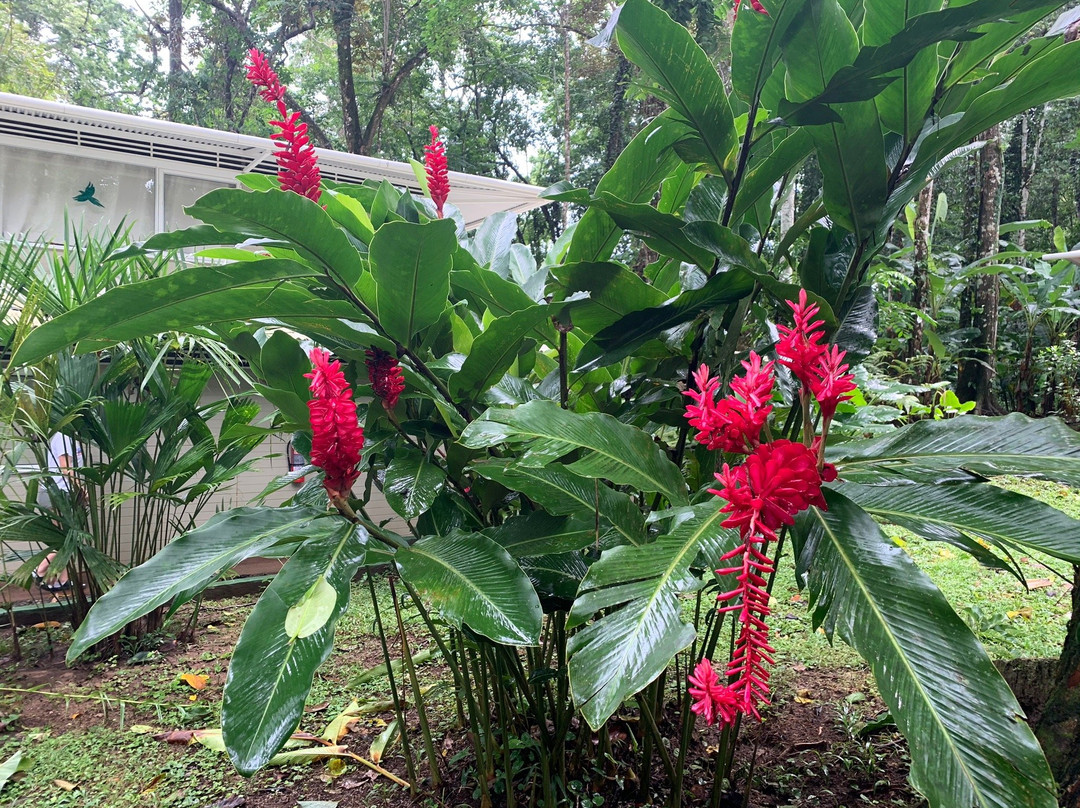 Jaguar Inn Bungalows主图