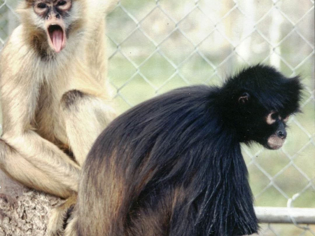 Jungle Friends Primate Sanctuary景点图片