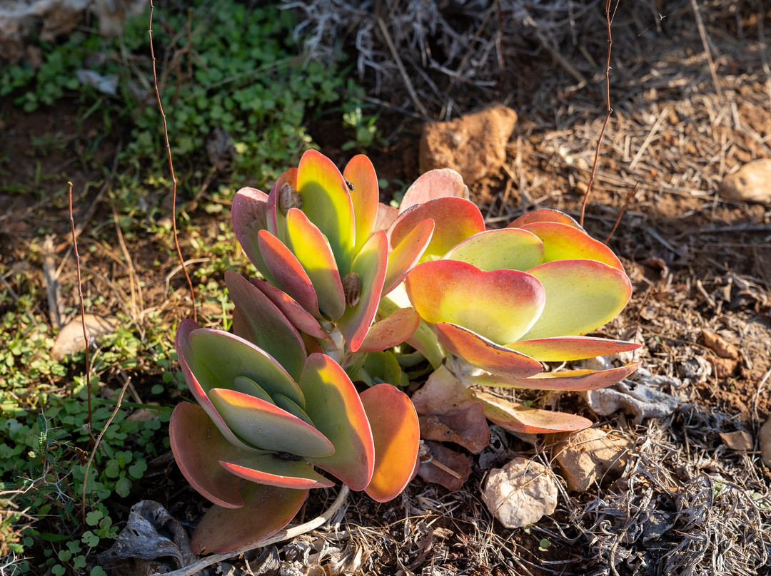 Ayia Napa Cactus Park景点图片