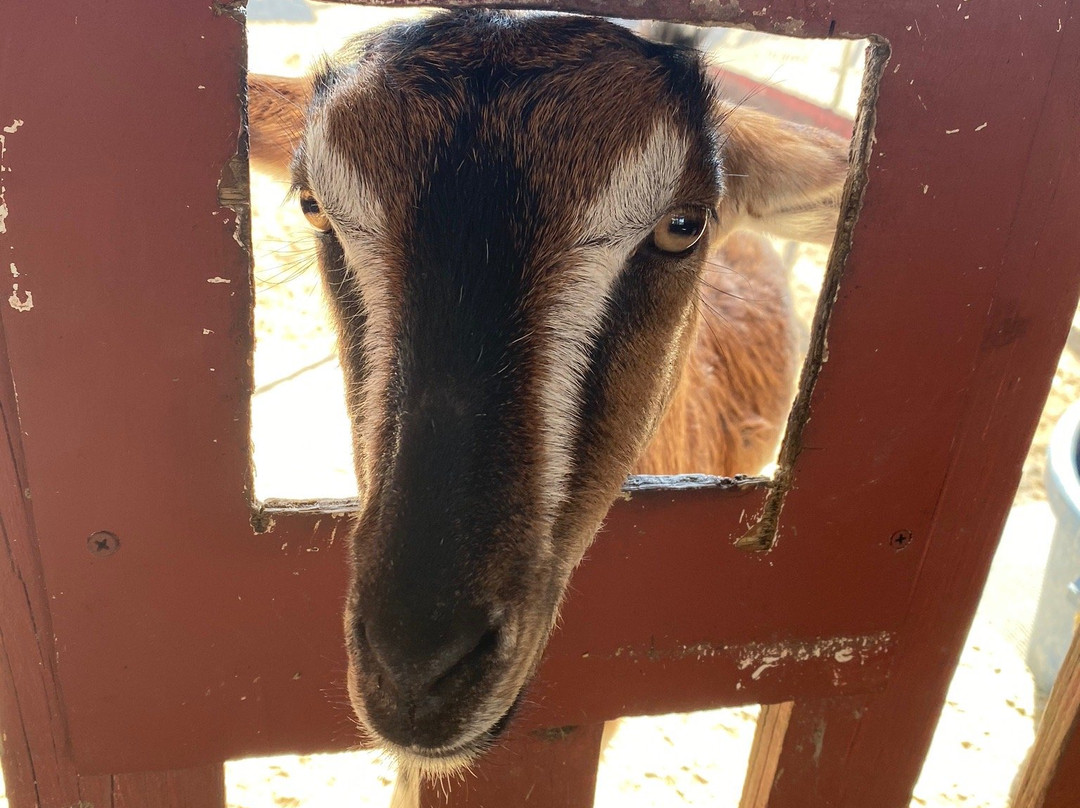 Petting zoo ocala-奥卡拉必去景点