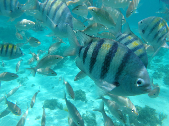 Cayman Boat Adventures-乔治城必去景点
