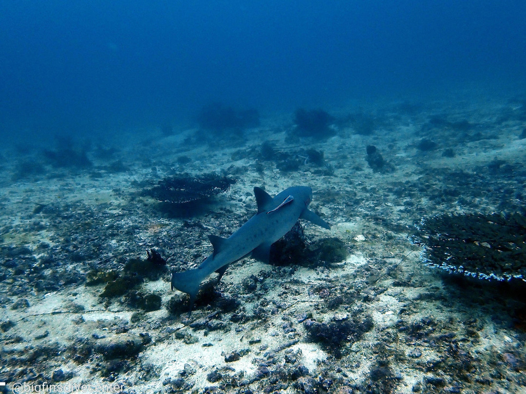 Big Fins Dive Center景点图片