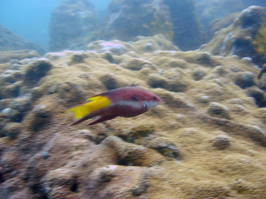 Guia Turismo-阿拉伊阿尔港必去景点