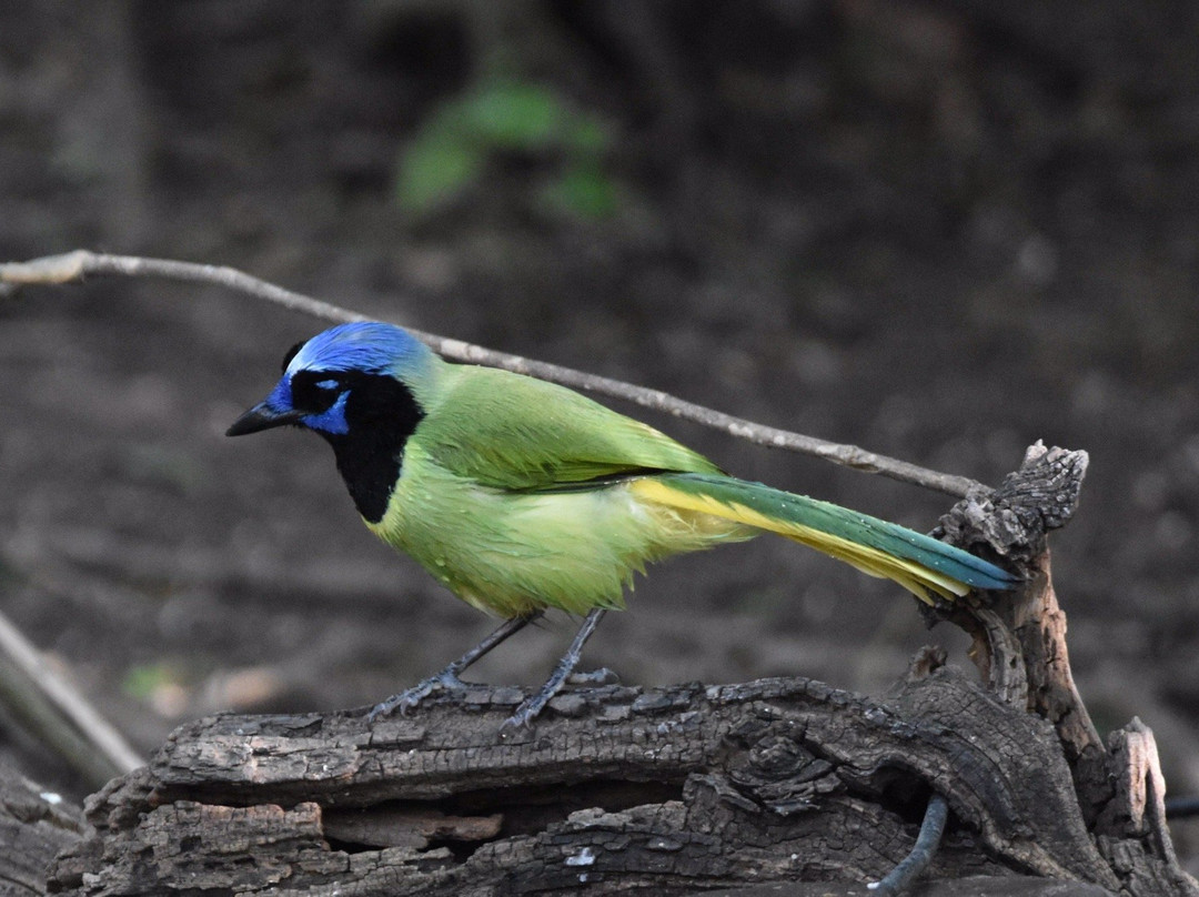 Hugh Ramsey Nature Park-Harlingen必去景点
