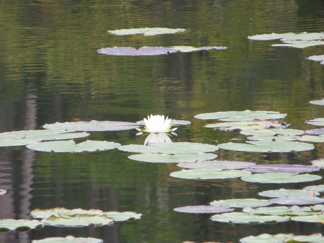 Daingerfield State Park-Daingerfield必去景点