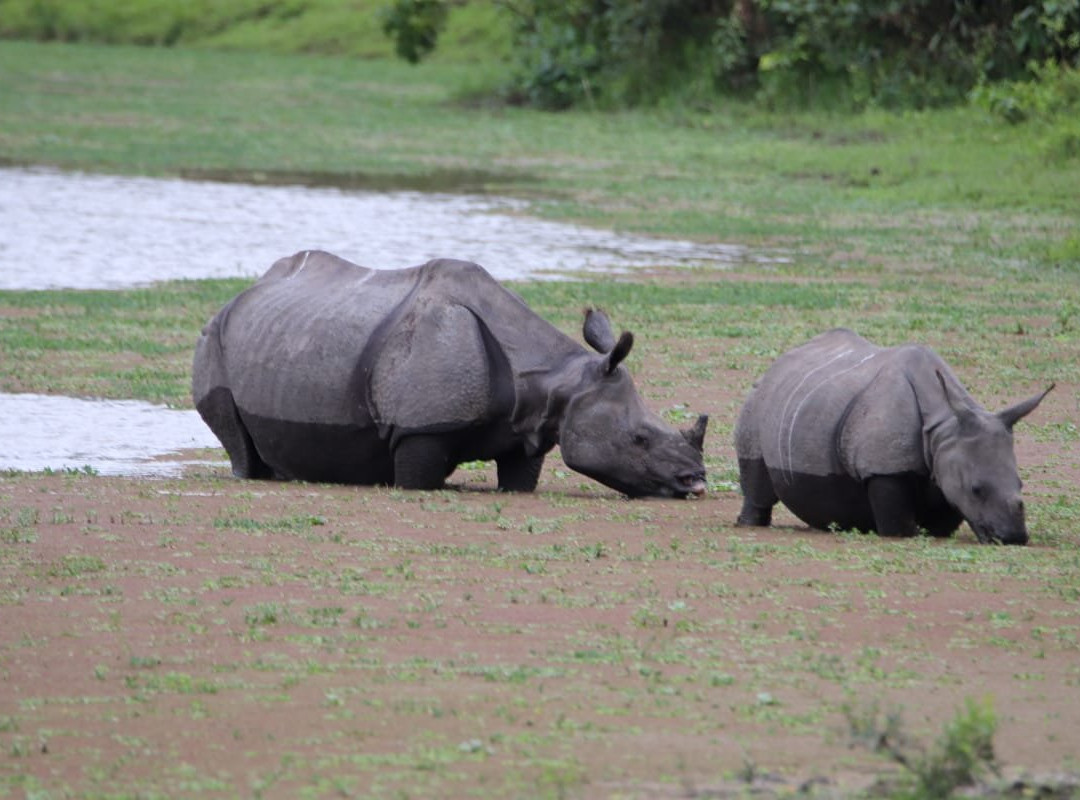 Kaziranga National Park景点图片