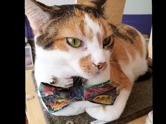 Catmosphere Cat Cafe-Surry Hills必去景点